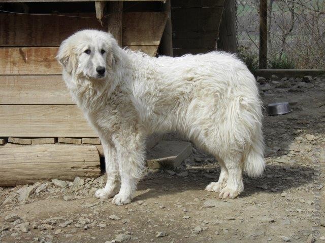 Perro de Montana del Pirineo