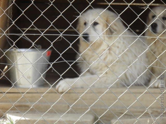 Perro de Montana del Pirineo