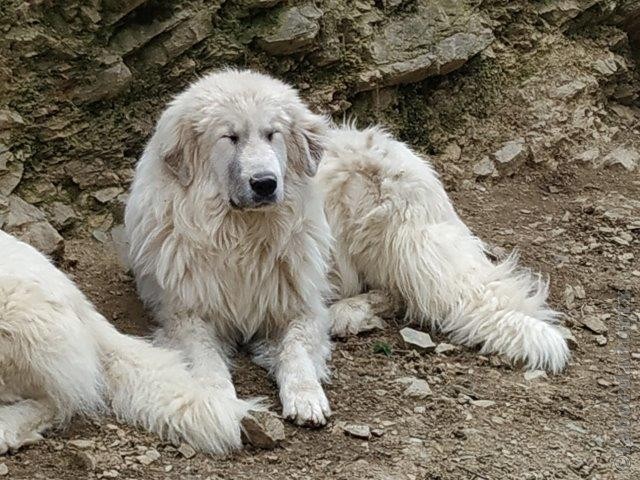 Perro de Montana del Pirineo