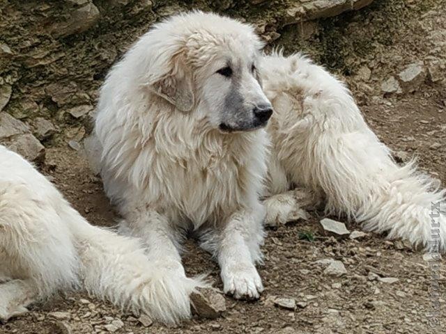 Perro de Montana del Pirineo