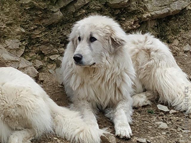 Perro de Montana del Pirineo