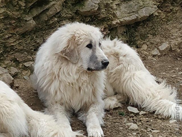 Perro de Montana del Pirineo