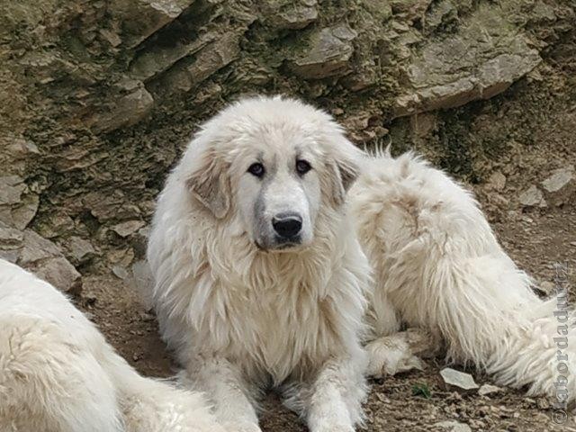 Perro de Montana del Pirineo