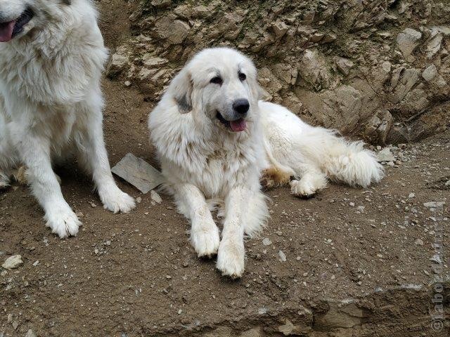 Perro de Montana del Pirineo