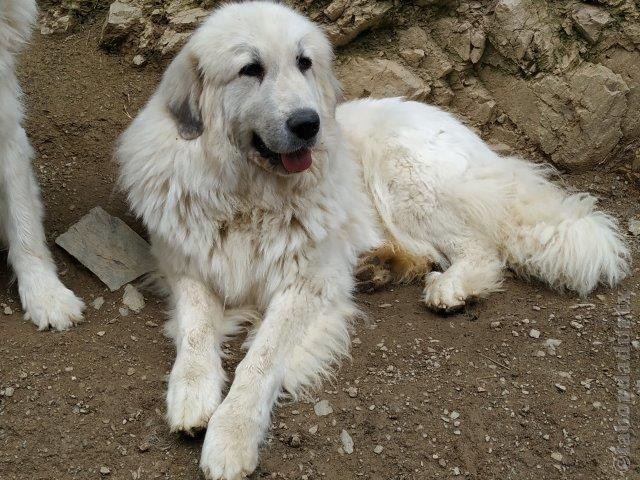 Perro de Montana del Pirineo