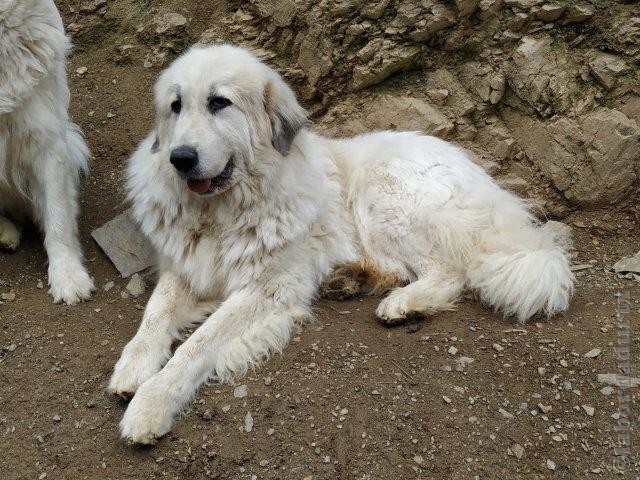 Perro de Montana del Pirineo