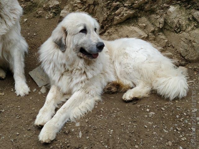 Perro de Montana del Pirineo