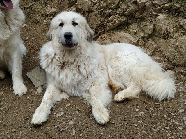 Perro de Montana del Pirineo