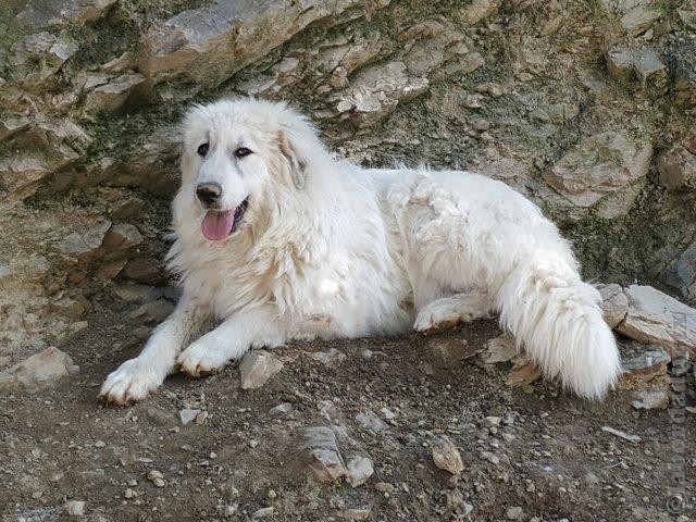 Perro de Montana del Pirineo