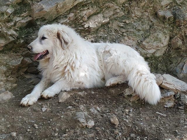 Perro de Montana del Pirineo