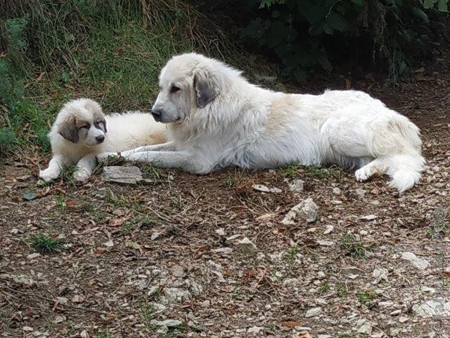 Perro de Montana del Pirineo