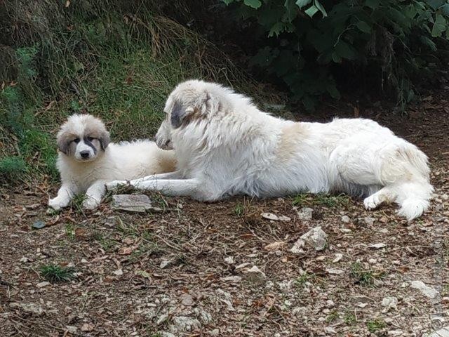 Perro de Montana del Pirineo