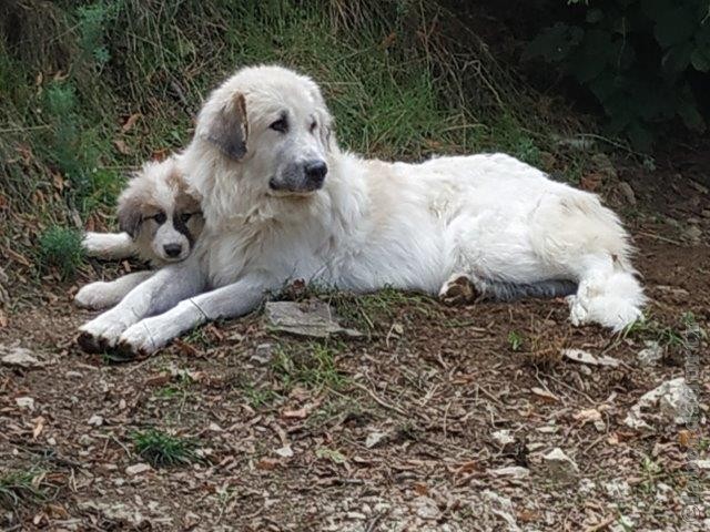 Perro de Montana del Pirineo