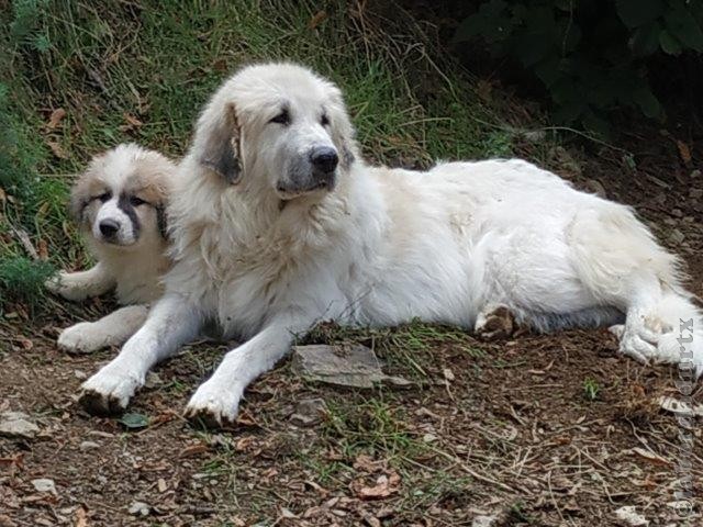 Perro de Montana del Pirineo