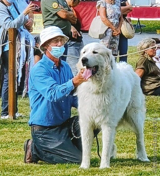 Perro de Montana del Pirineo