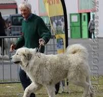 Perro de Montana del Pirineo