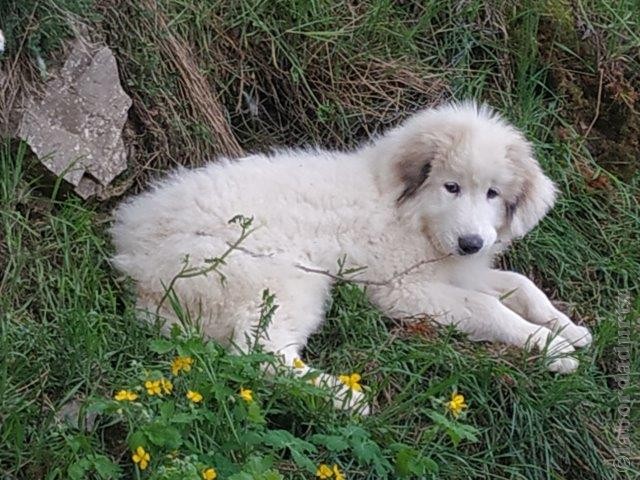 Perro de Montana del Pirineo