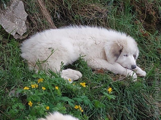 Perro de Montana del Pirineo