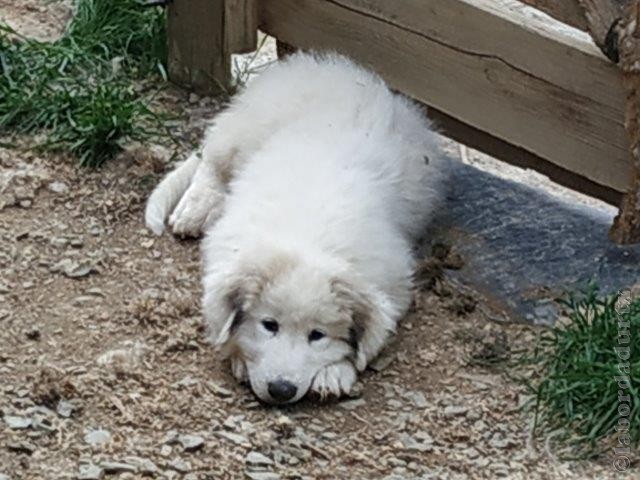 Perro de Montana del Pirineo