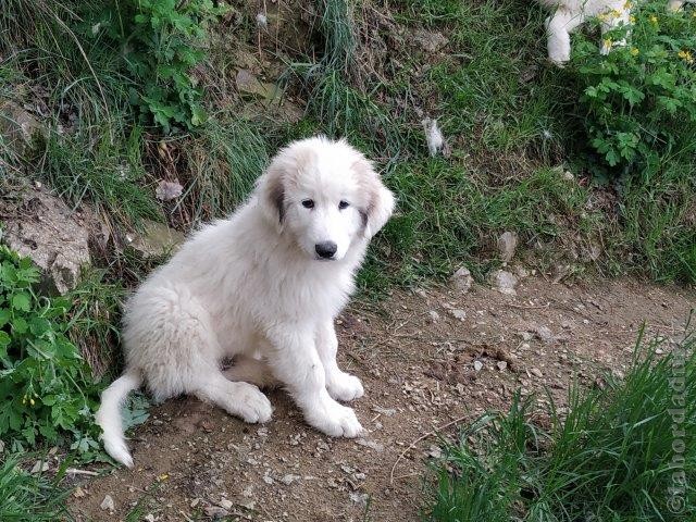 Perro de Montana del Pirineo