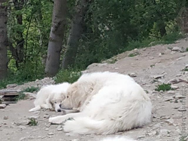 Perro de Montana del Pirineo