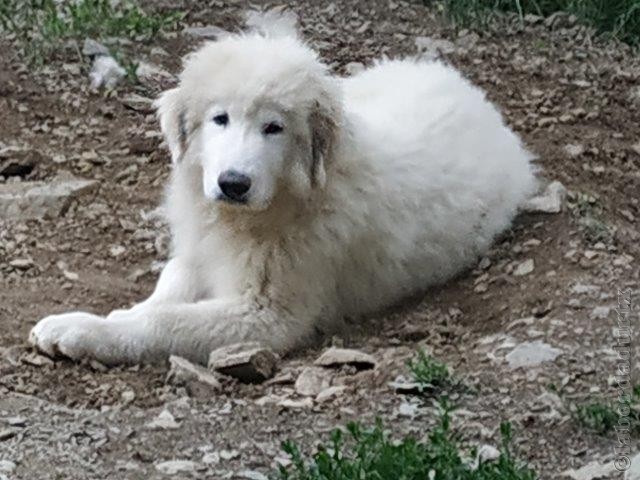 Perro de Montana del Pirineo