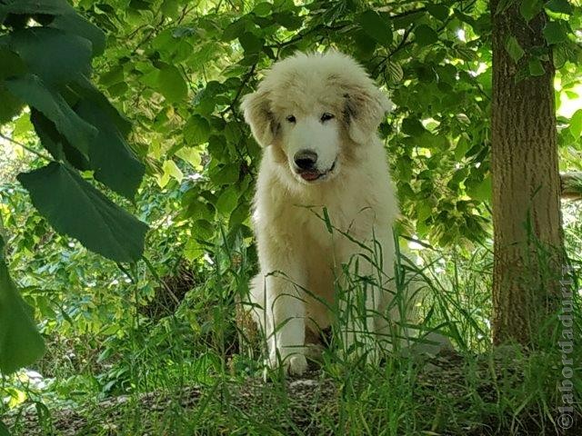 Perro de Montana del Pirineo