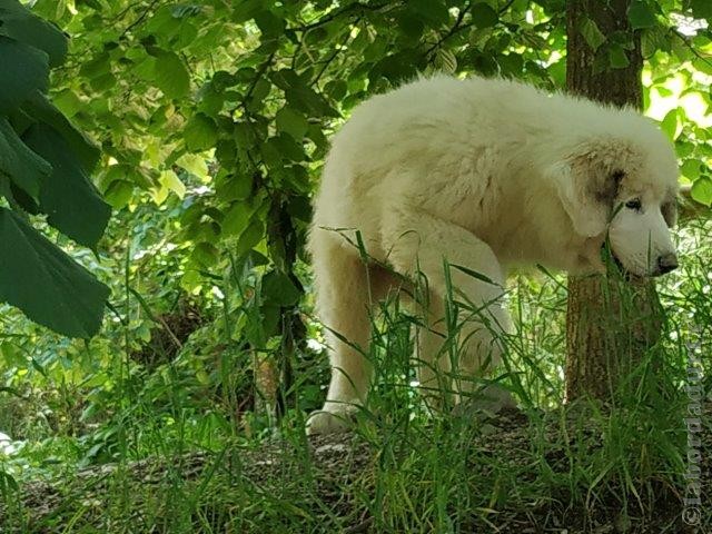 Perro de Montana del Pirineo