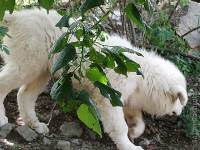 Perro de Montana del Pirineo