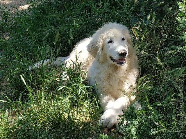 Perro de Montana del Pirineo