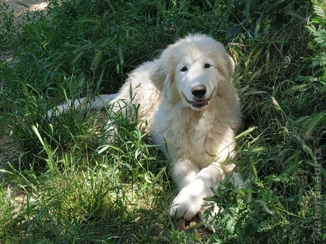 Perro de Montana del Pirineo