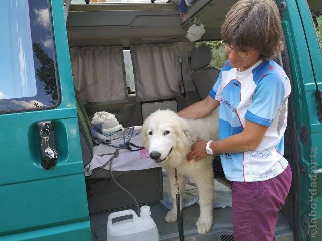 Perro de Montana del Pirineo