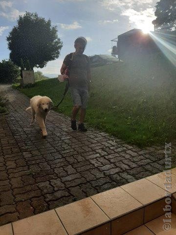 Perro de Montana del Pirineo