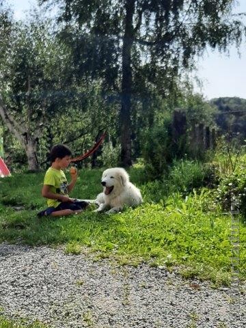 Perro de Montana del Pirineo