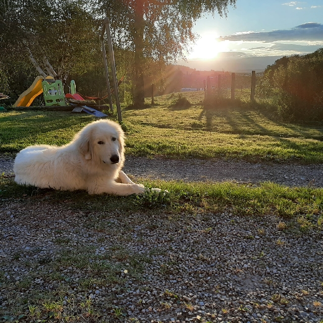 Perro de Montana del Pirineo