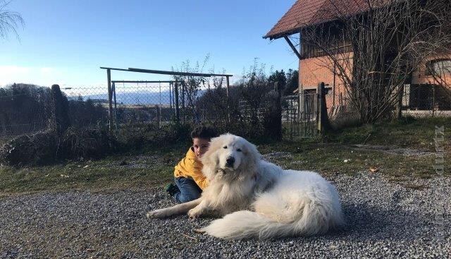 Perro de Montana del Pirineo