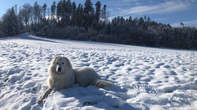 Perro de Montana del Pirineo