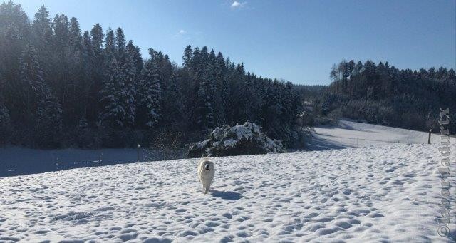 Perro de Montana del Pirineo