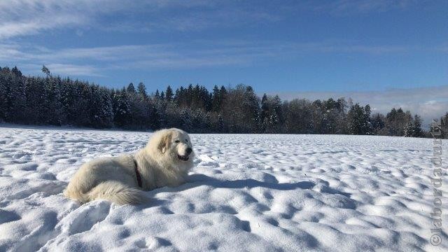 Perro de Montana del Pirineo