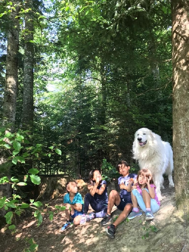 Perro de Montana del Pirineo