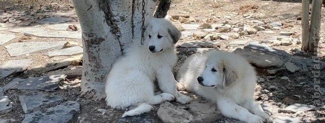 Perro de Montana del Pirineo