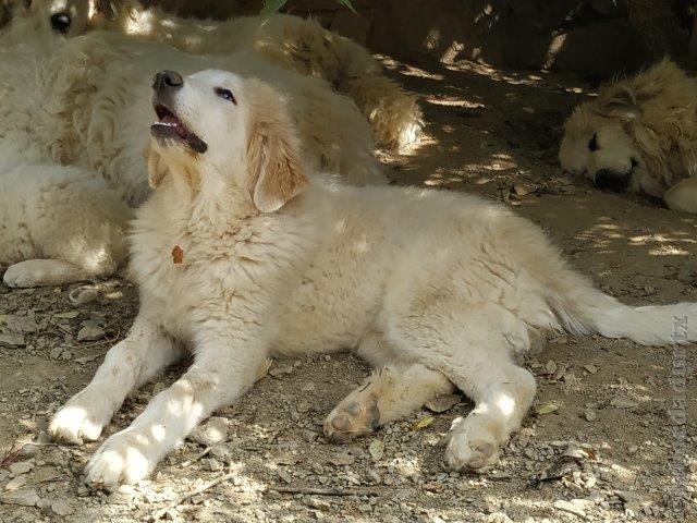 Perro de Montana del Pirineo