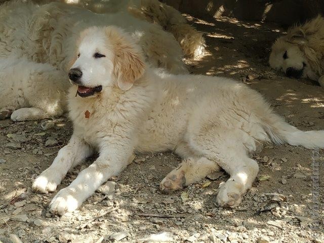 Perro de Montana del Pirineo