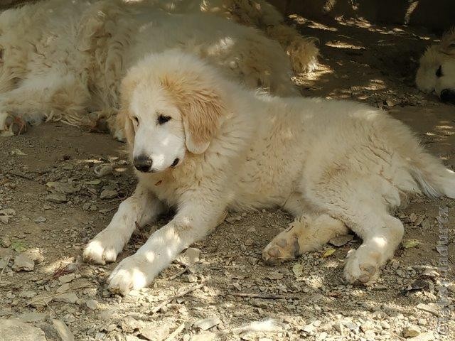 Perro de Montana del Pirineo