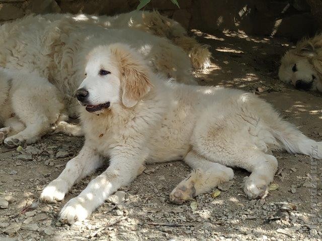 Perro de Montana del Pirineo