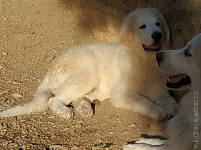 Perro de Montana del Pirineo