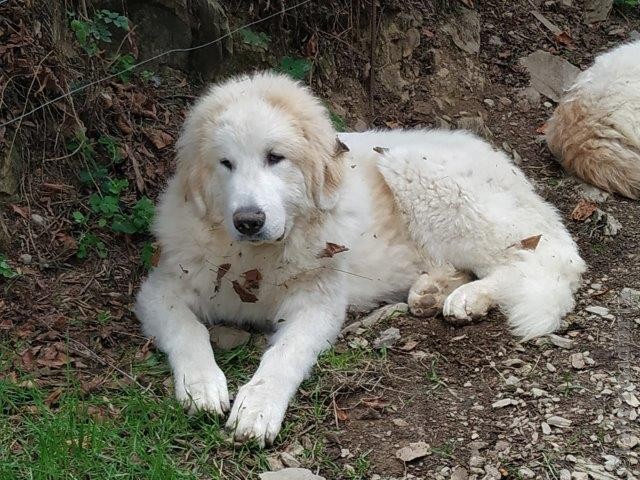 Perro de Montana del Pirineo