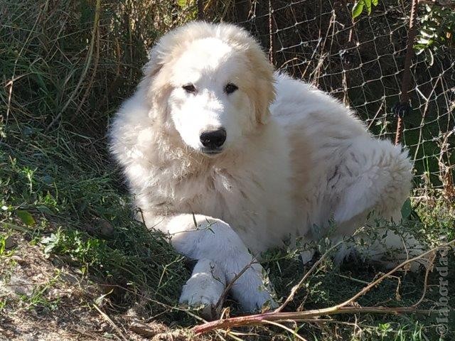 Perro de Montana del Pirineo