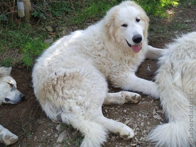 Perro de Montana del Pirineo