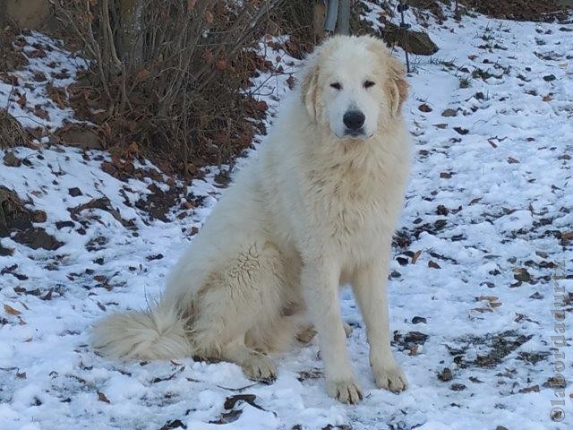 Perro de Montana del Pirineo